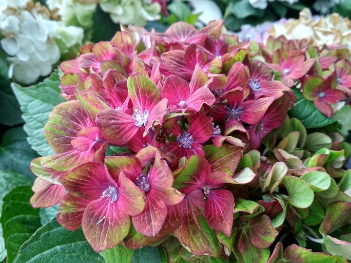 hortensia