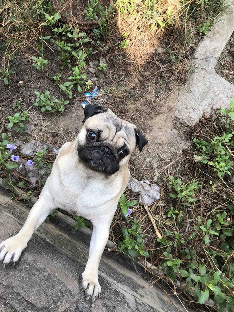 pugs