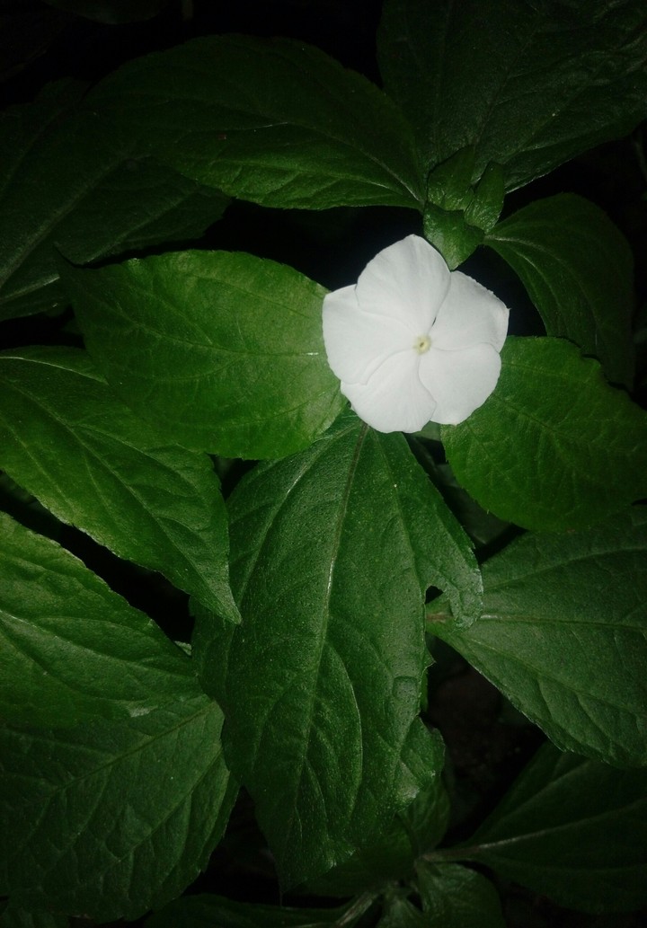 flower