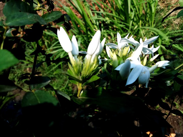 mogra flower..