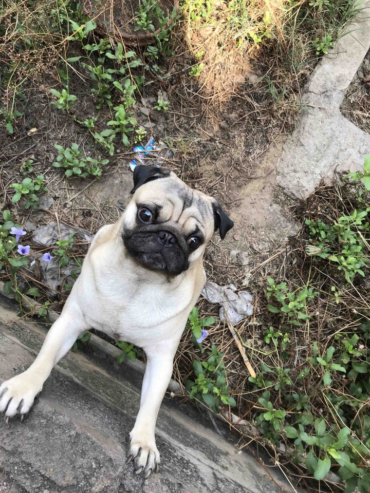 pugs