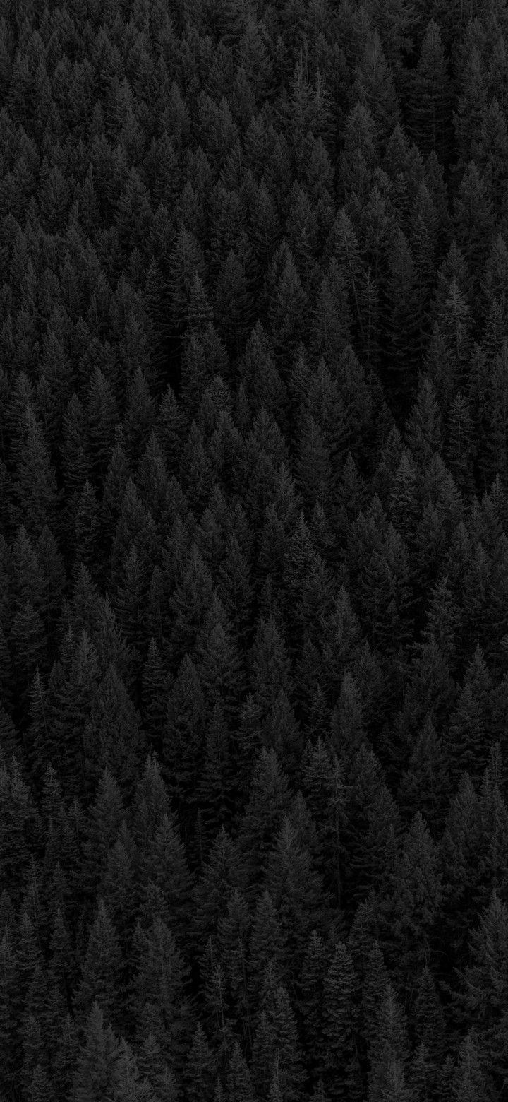 Forest from above