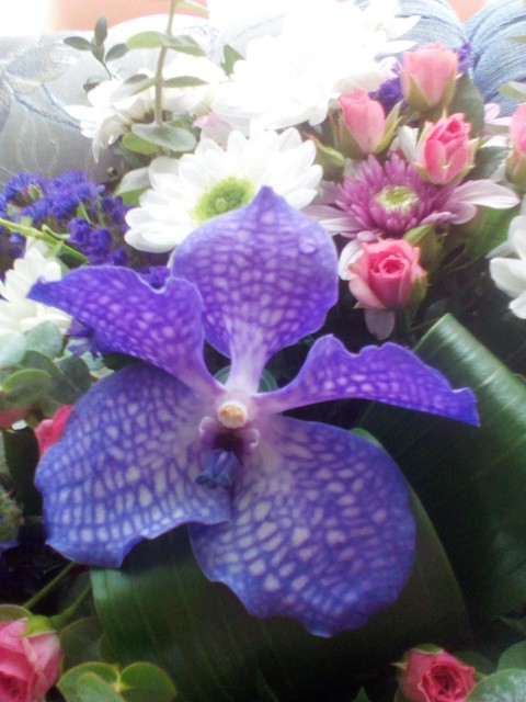 fonds d'écran petal, violet