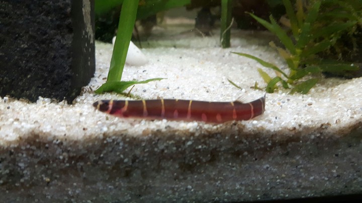 Dornauge 