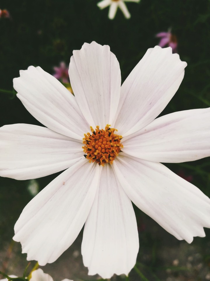 chamomile