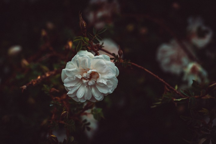 White rose