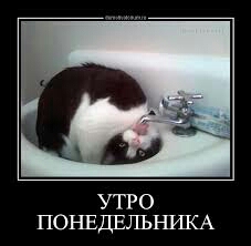 У каждого кота такое насыщенное утро