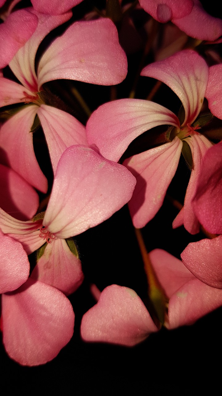 lovely pinky flower