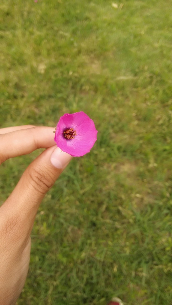 Flor silvestre