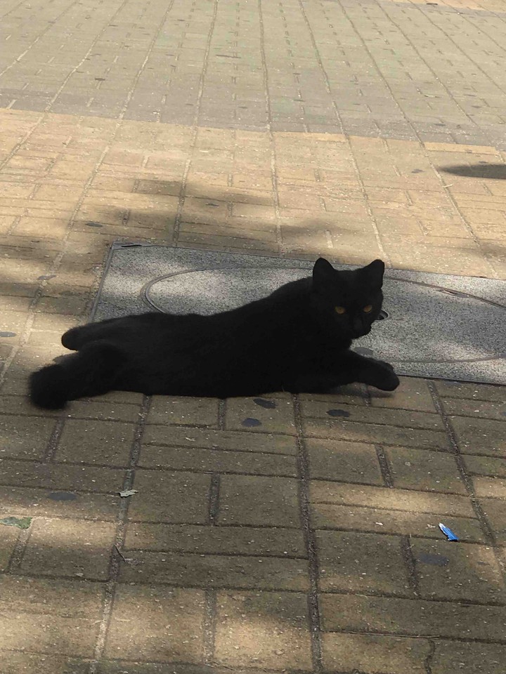 애-옹