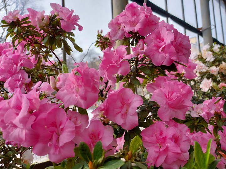 Azalea pink