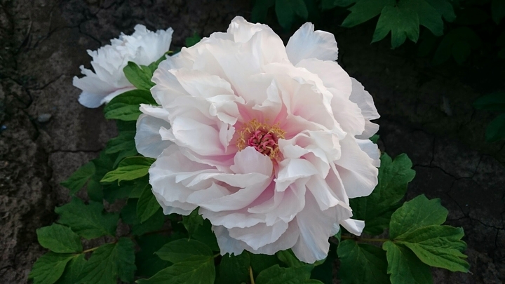 peony