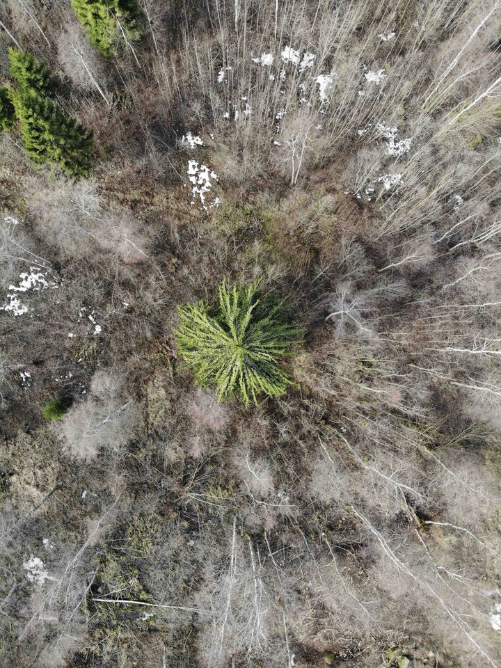 лес вид с верху