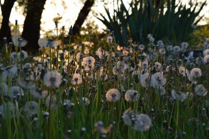 #nature