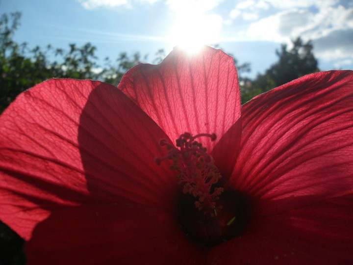 Flower