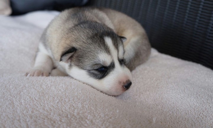 Siberian Husky