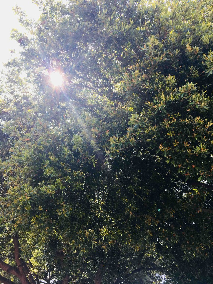 Sun in the Trees