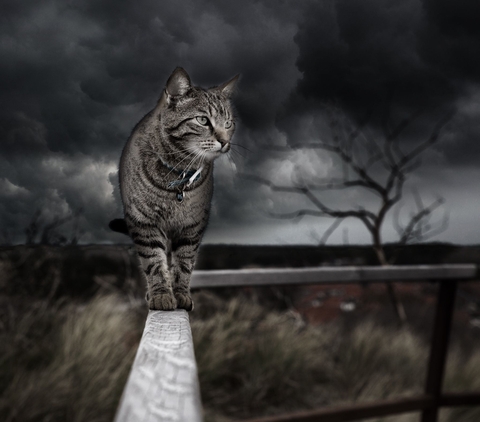 cat