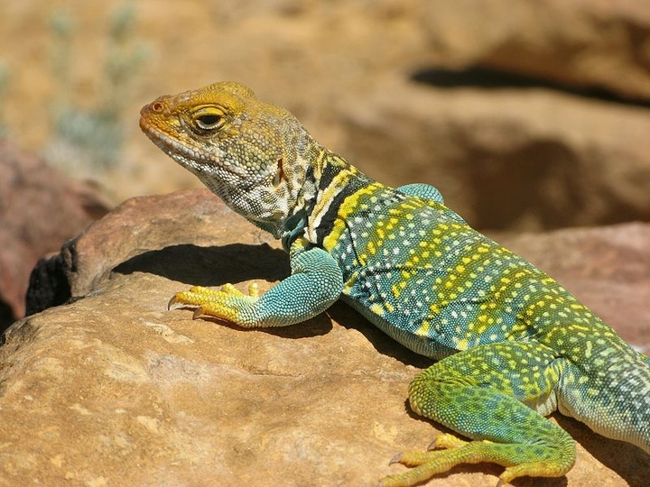lagarto colorido