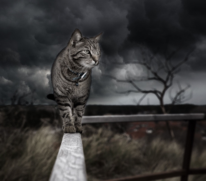 cat