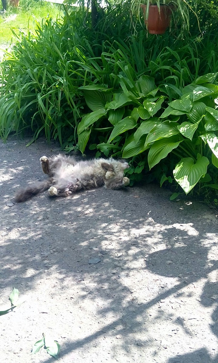 кот