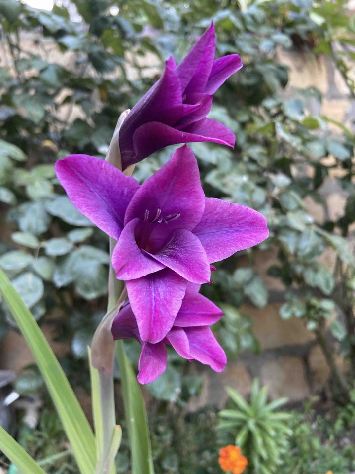 flower