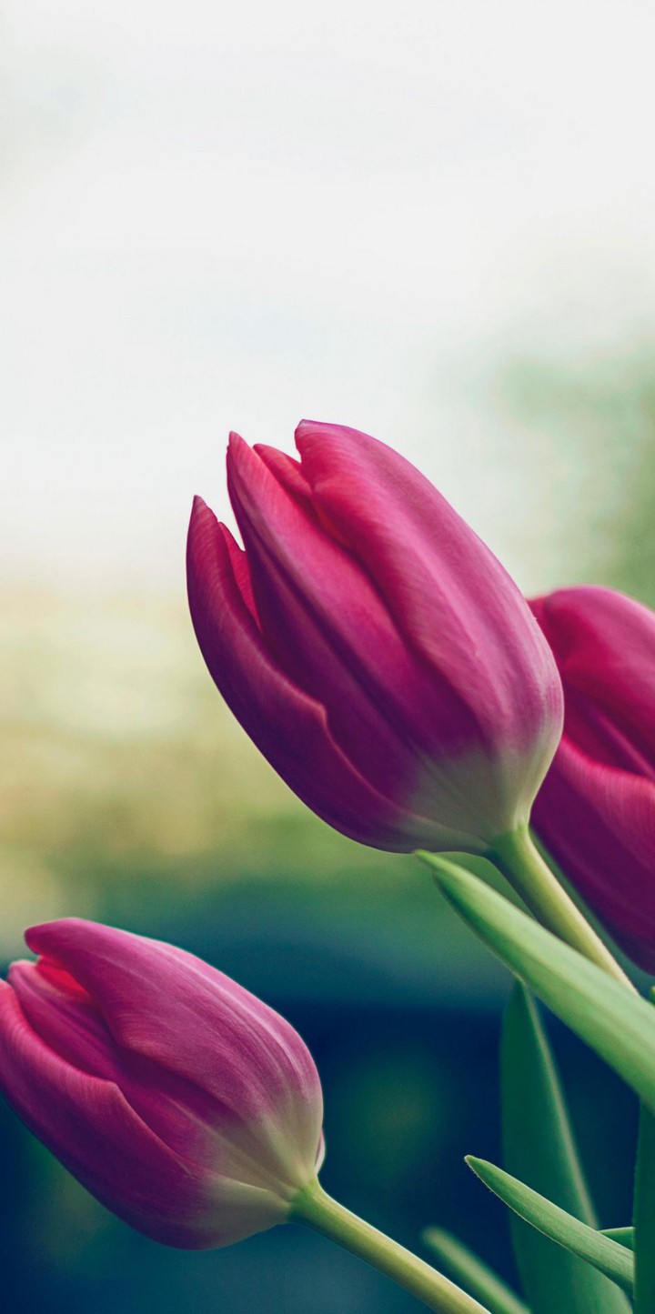 tulips ❤