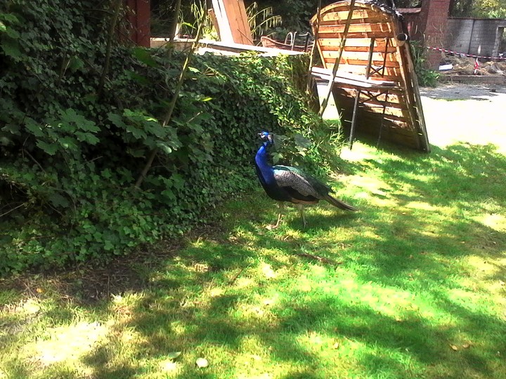 ein pfau
