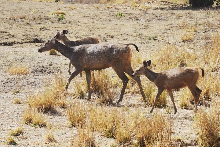Sambar Family kS
