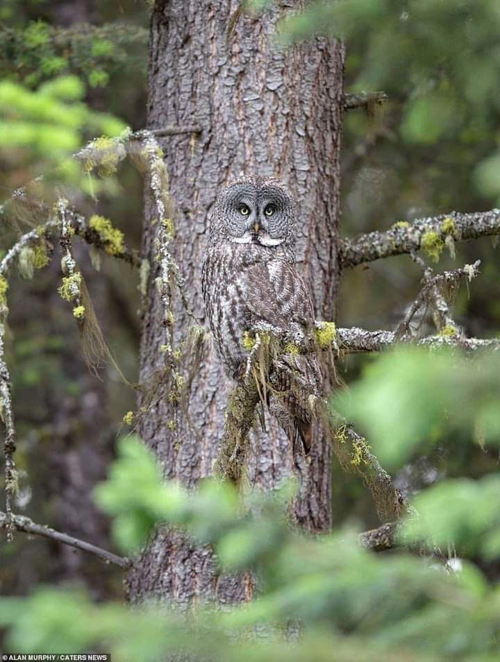 Forest watch