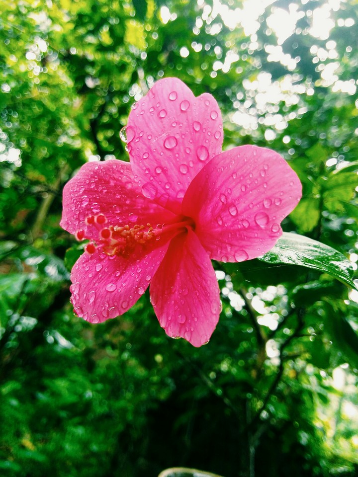Hibiscus (chinarose)