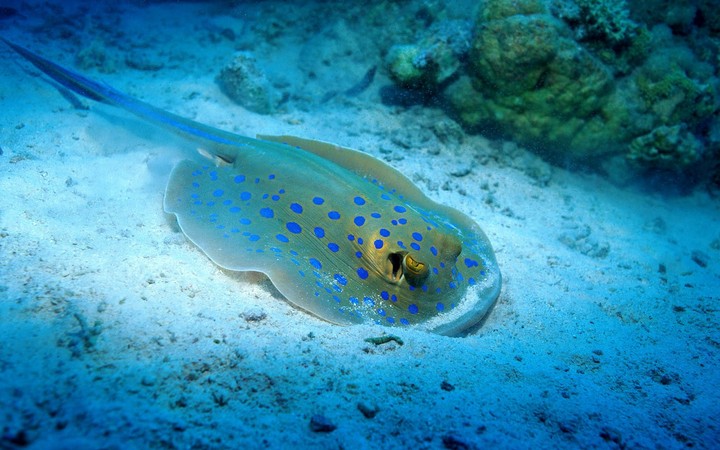 ray