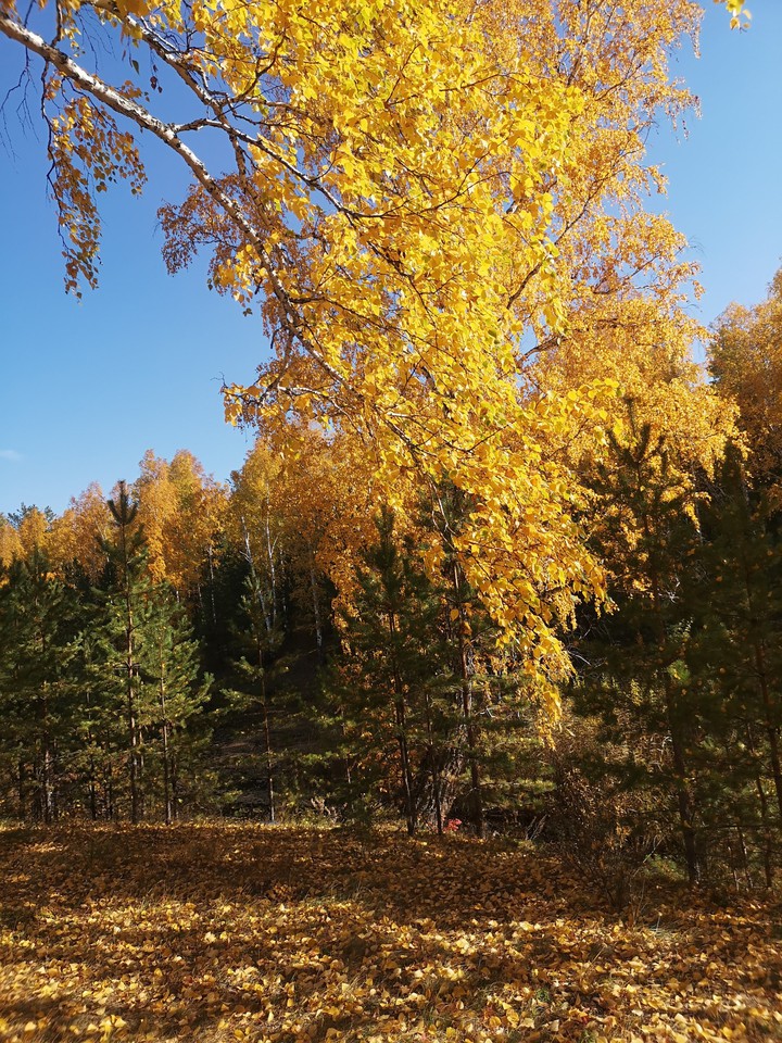 autumn