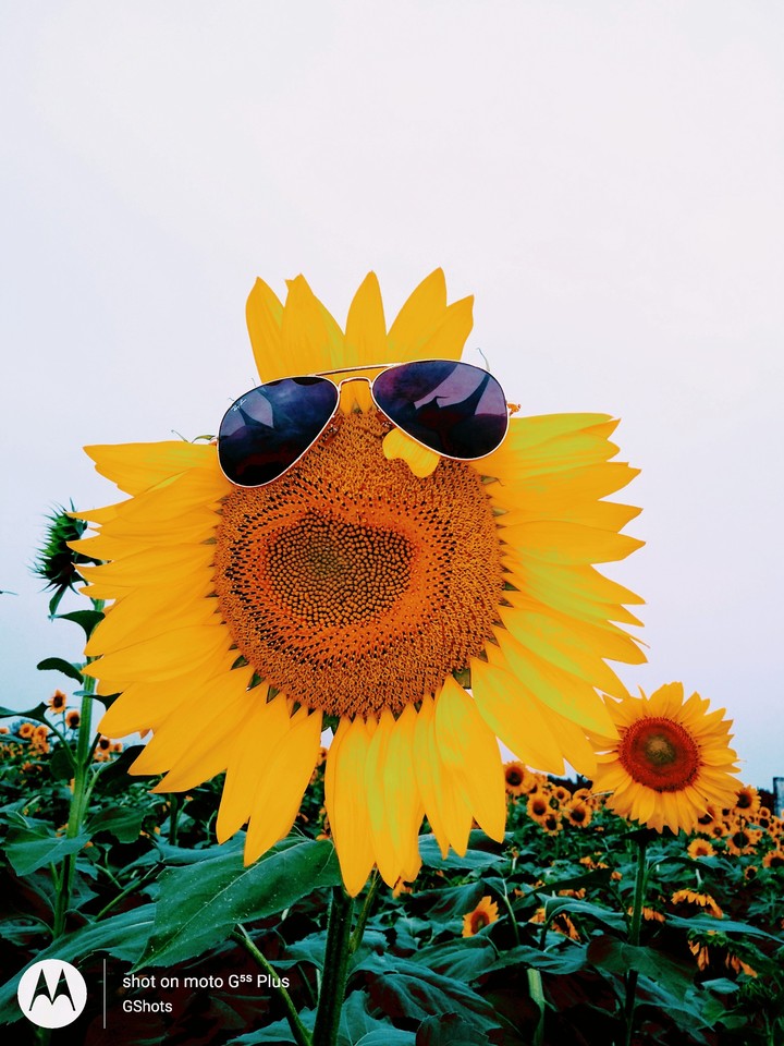Suncoolflower
