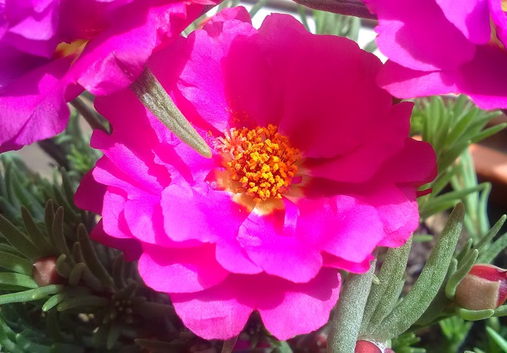 Portulakröschen