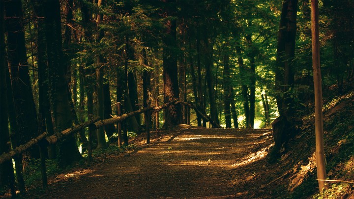 foret