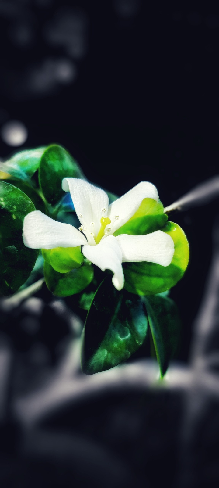 White flower faded glow