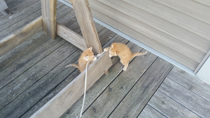 Kittens Play