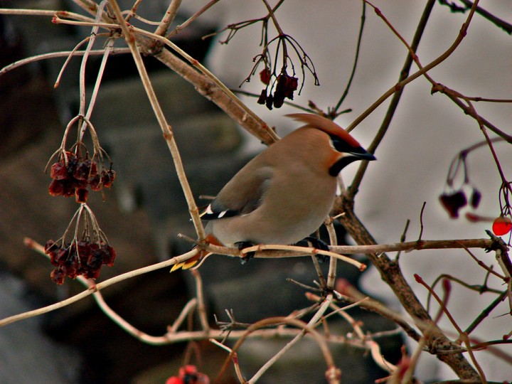waxwing