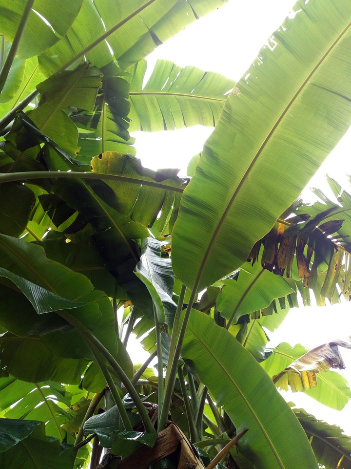 Banana trees