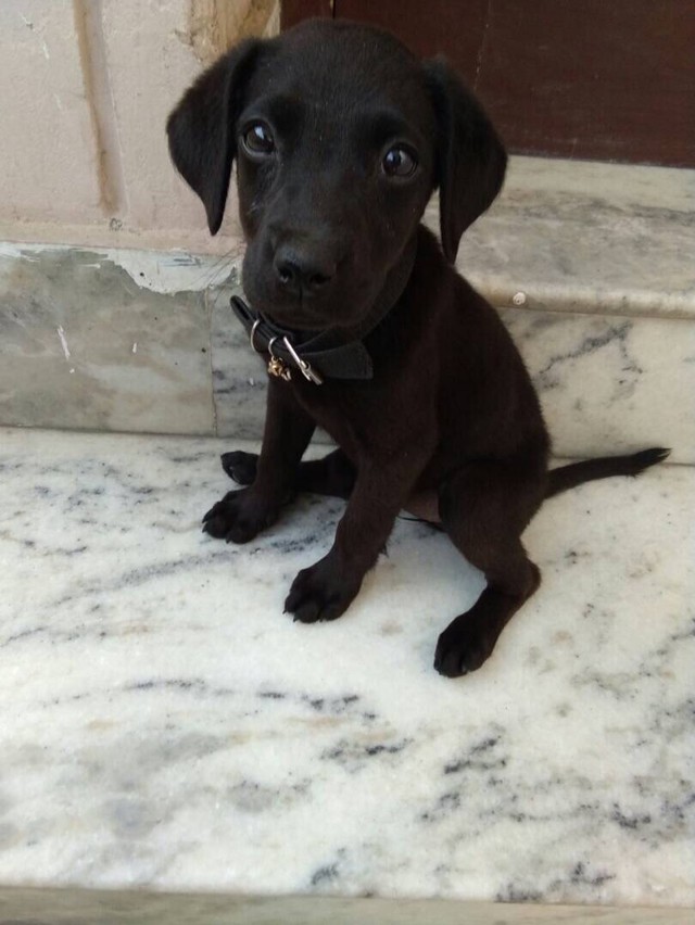 Cucciolo