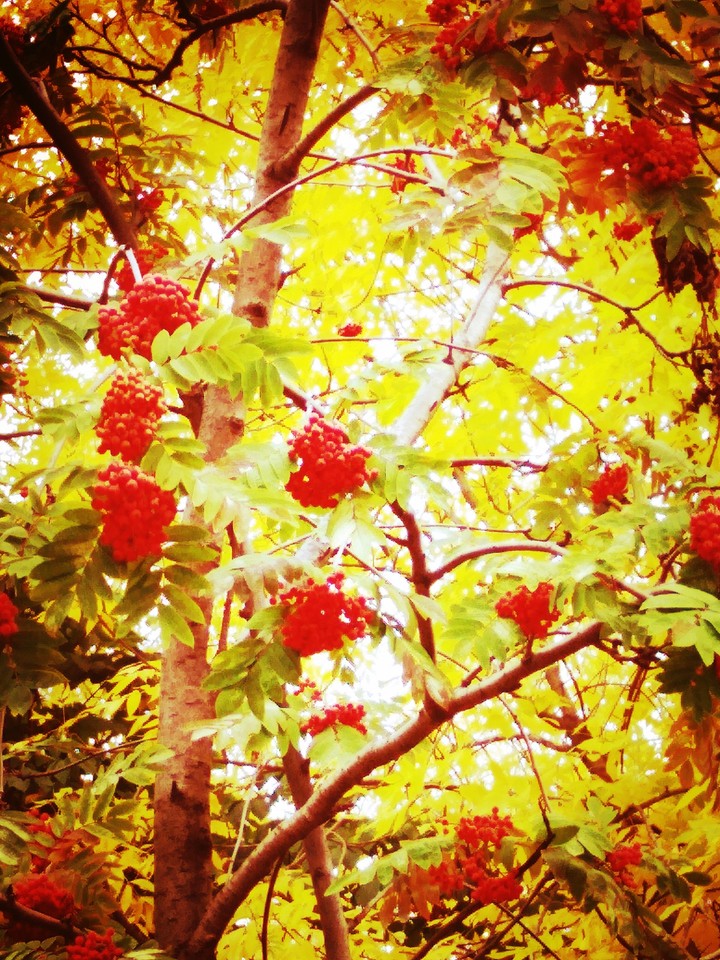 Golden autumn