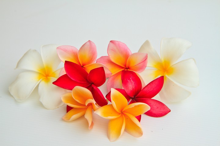 flores