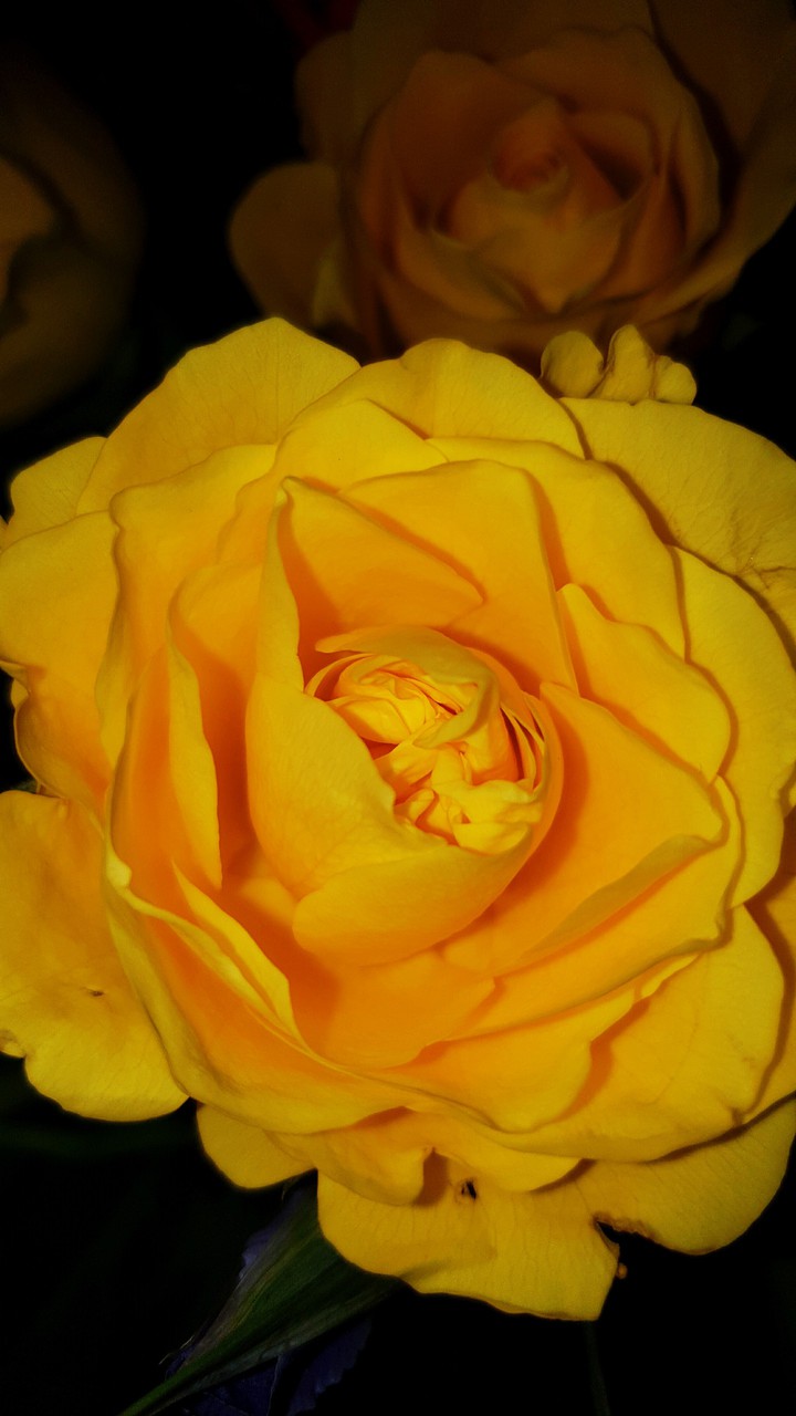 Yellow Rose