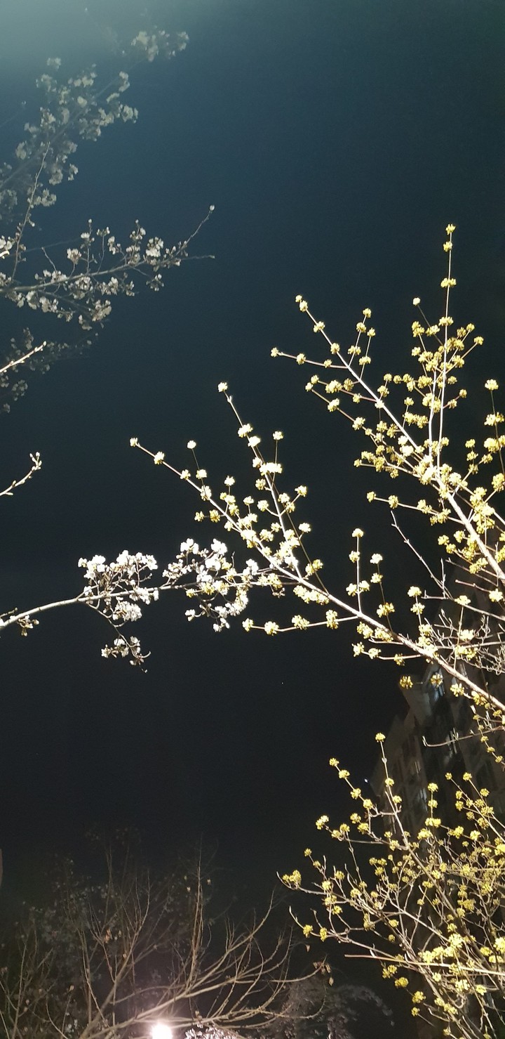 Yellow Flowers