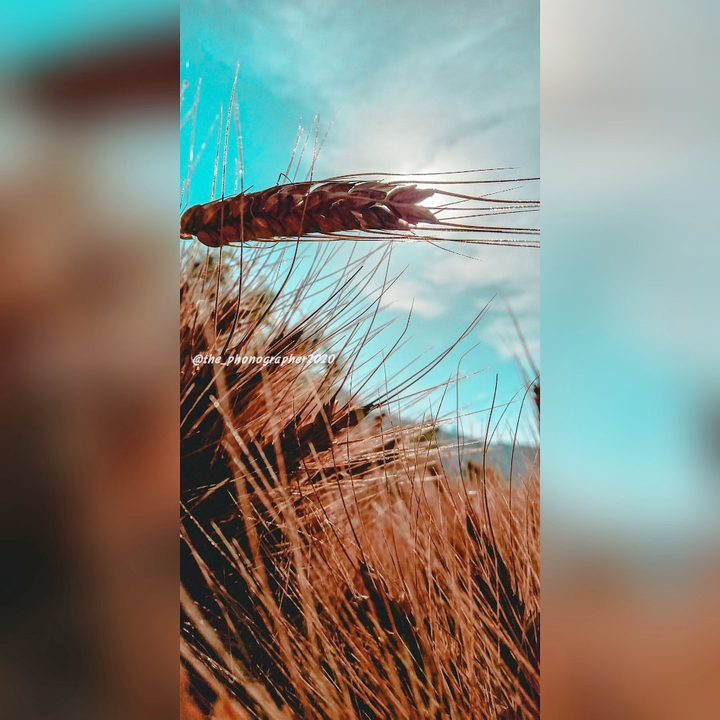 wheat