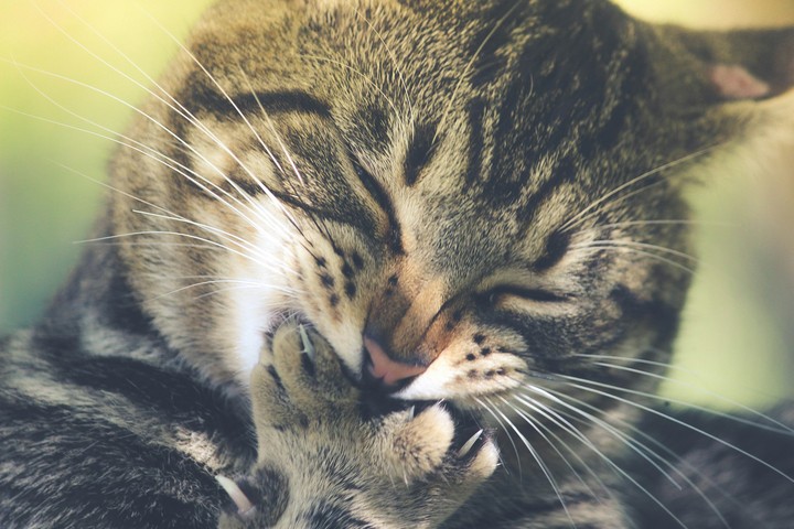 котик