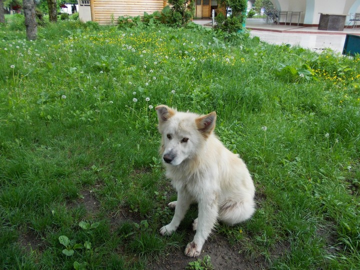 sfondi dog, fur