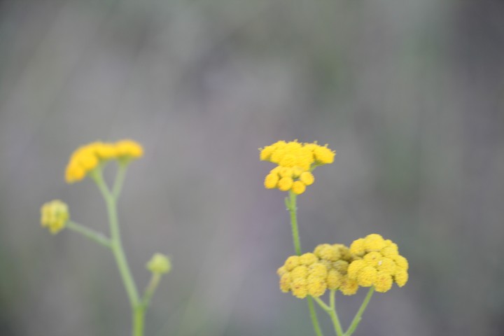 Wildflowers