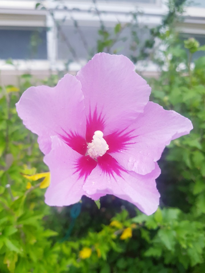 Mugunghwa from the flower bed of our school!